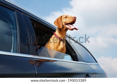Vizsla dog looking out the car window