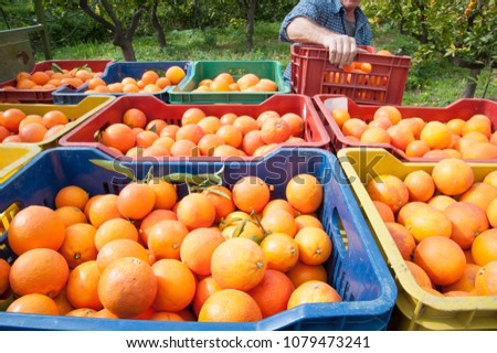 Colored fruit boxes full of tarocco oranges in an orange grove during harvest season in Sicily