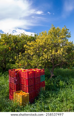 Red and yellow plastic fruit boxes full of oranges by orange trees during harvest season in Sicily