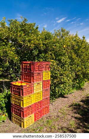 Red and yellow plastic fruit boxes full of oranges by orange trees during harvest season in Sicily