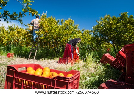Red plastic fruit box full of oranges and pickers at work in the background