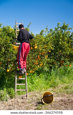 Orange picker on a wooden ladder at work during the harvest season