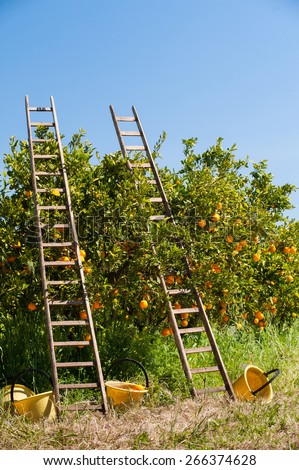 Wooden ladders leaned on orange trees and yellow plastic pails on the ground during the harvest season