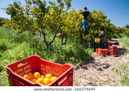 Red plastic fruit box full of oranges and pickers at work in the background