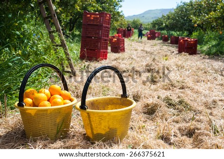 Close up view of two yellow pails full of oranges with red fruit boxes and a picker in the background during harvest season in Sicily