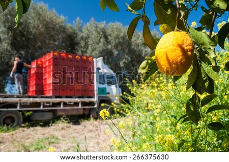 Close up view of an orange on the tree and a truck loaded with fruit boxes