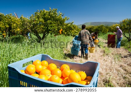 Blue fruit box full of oranges and pickers at work