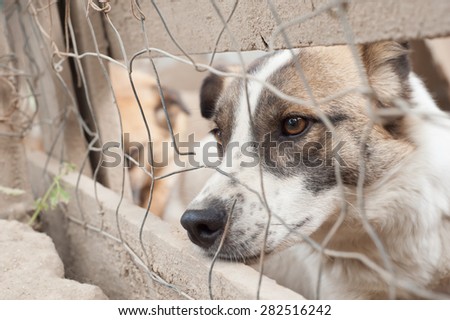 Stray dog behind the corral of a dog refuge