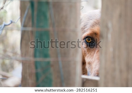 Scared stray dog looking behind the corral of a dog refuge