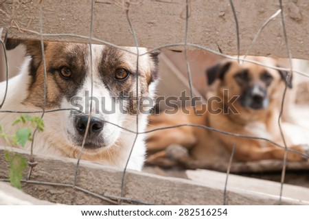 Stray dog with a sad look behind the corral of a dog refuge