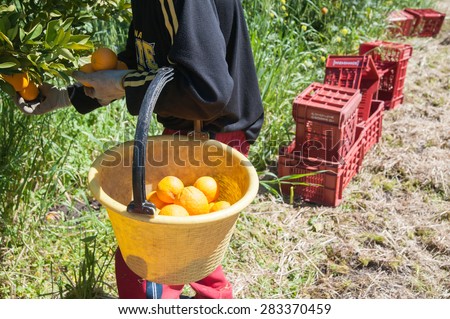 Orange picker at work during harvest season in Sicily