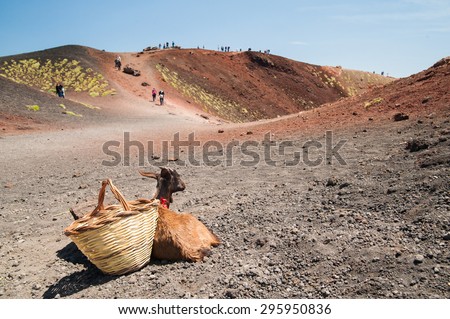 Young goat and a wicker basket close to one of Mount Etna\' craters