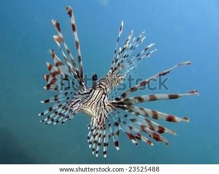 Tropical Fish Zebra Lion Fish on the turquoise blue background