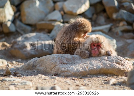 Good relationship between the monkey in Japan.