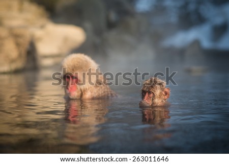 Snow monkey family get in boiled water.