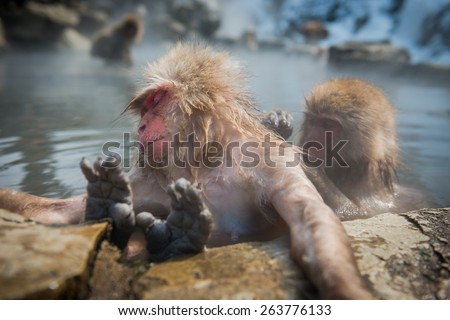 Snow monkeys are enjoying the hot spa at snow monkey park,Japan.