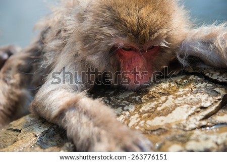 Snow monkey in the hot spa at snow monkey park,Japan.