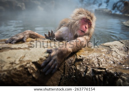 Snow monkeys are enjoying the hot spa at snow monkey park, Japan.
