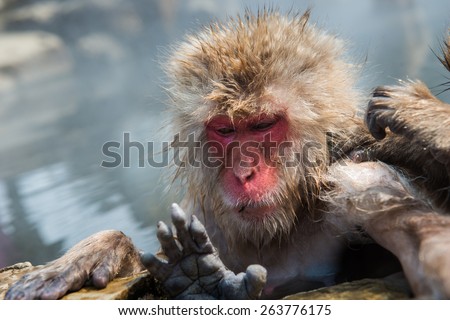 Snow monkey in the hot spa at snow monkey park,\
Japan.