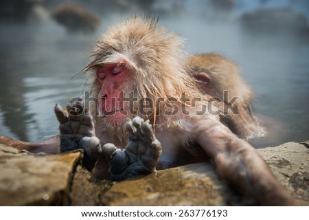 Snow monkeys are enjoying the hot spa at snow monkey park,Japan.