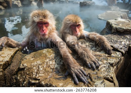 Snow monkey in the hot spa at snow monkey park,Japan.