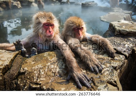 Snow monkey in the hot spa at snow monkey park, Japan.
