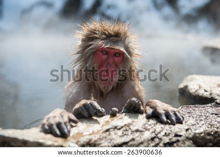 Snow monkey is relaxing in the hot spa at Snow monkey park, Japan.