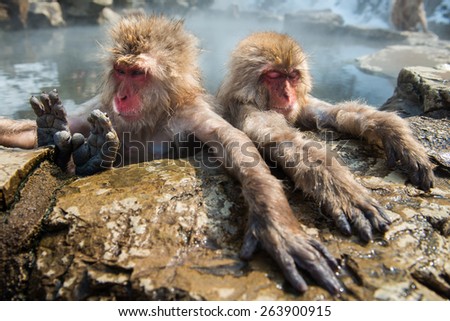 Snow monkey in the hot spa at snow monkey park Japan.