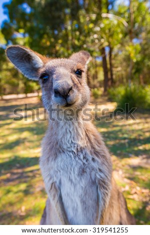 Cute Kangaroo close-up