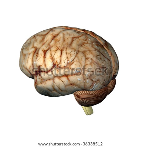 brain 3d