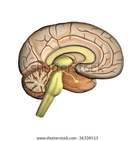 Make+3D+Brain+Model Brain 3d Model Render Stock Photo 36338515 : Shutterstock