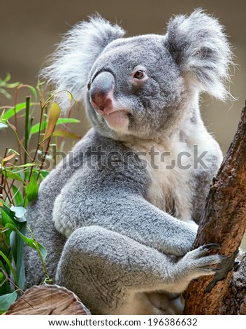 Australian marsupial koala bear sitting on a branch