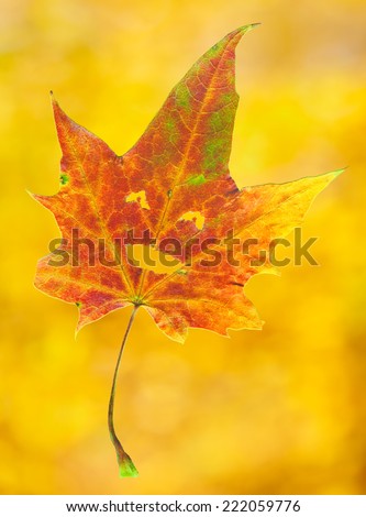 Smiling maple leaf isolated on Fall background of autumn leaves in out-of-focus bokeh