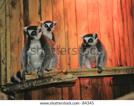 Ring-tailed lemur Madagascar cat