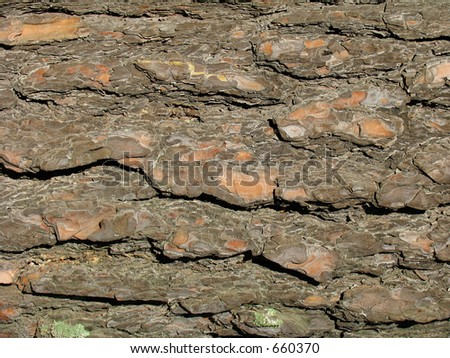 Texture of tree cortex - Pinus silvestris