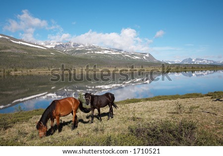 Horses and the view on mountain lake