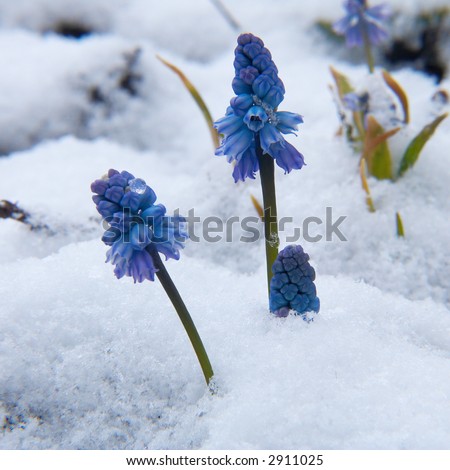 Blue Muscari flowers  under the snow .