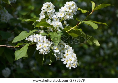 Flowers of Padus avium - bird cherry tree
