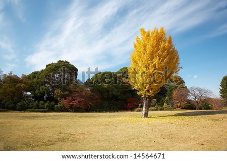 summer japanese landscape with alone-standing tree with yellow leafs