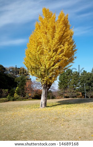 summer japanese landscape with alone-standing tree with yellow leafs