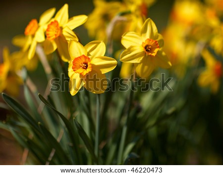 http://image.shutterstock.com/display_pic_with_logo/2303/2303,1265639451,1/stock-photo-yellow-narcissus-flowers-in-the-garden-46220473.jpg