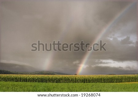 Rainbow over a corn field under a cloudy sky