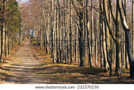 Autumn straight path in a dense beech forest