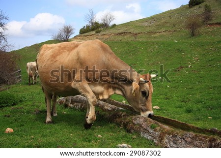 cows drinking water