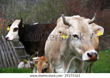 Two beautiful cows, with healthy marks