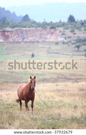 unsettled horse, wants to break free from the chains
