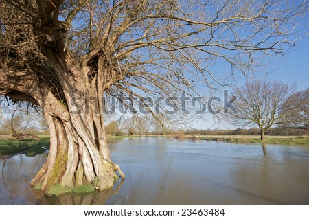 An ancient tree surrounded by water from a burst river.