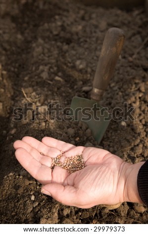 A woman\'s hand, full of seeds, with earth and a trowel in the background