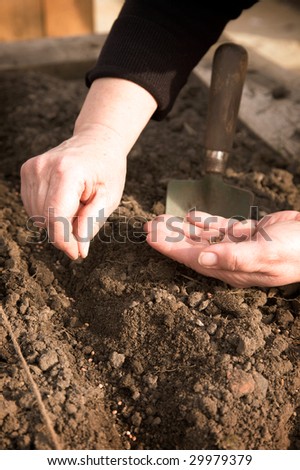 A pair of hands planting seeds in the ground.