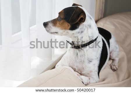 A Jack Russell dog sits on the back of the couch waiting for his master to come home